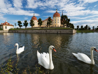 照片: 城堡， 要塞和宫殿, 其他地方, Schloss Moritzburg, 萨克森