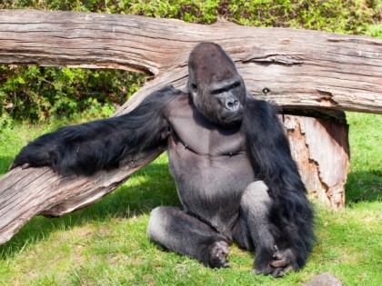 照片: 公园和娱乐活动, Zoologischer Garten / Tierpark Berlin-Friedrichsfelde, 柏林