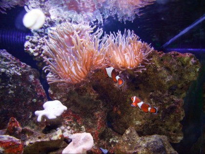 照片: 其他地方, 水族馆里的鲨鱼, 北莱茵-威斯特法伦