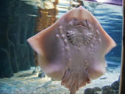 照片: 其他地方, 水族馆里的鲨鱼, 北莱茵-威斯特法伦