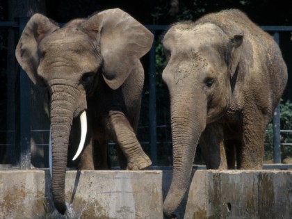 照片: 公园和娱乐活动, Zoologische Garten Rostock, 梅克倫堡-前波美拉尼亞