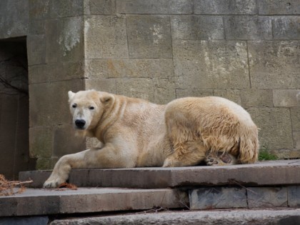 照片: 公园和娱乐活动, Zoologische Garten Rostock, 梅克倫堡-前波美拉尼亞