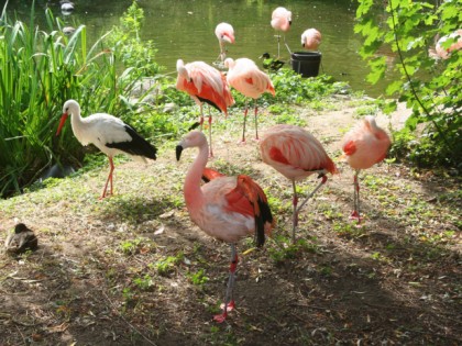 照片: 公园和娱乐活动, Zoologische Garten Rostock, 梅克倫堡-前波美拉尼亞