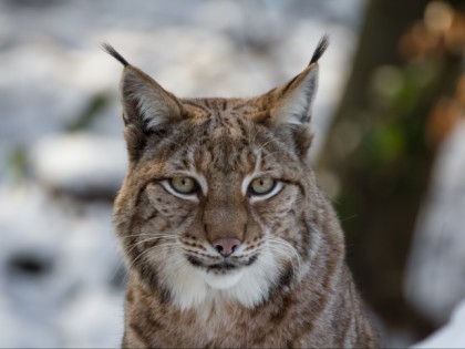 照片: 公园和娱乐活动, Wildpark Pforzheim, 巴登-符腾堡