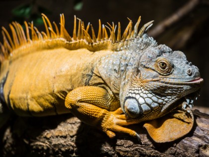 照片: 公园和娱乐活动, Zoo am Meer Bremerhaven, 不來梅