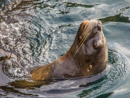 照片: 公园和娱乐活动, Zoo am Meer Bremerhaven, 不來梅