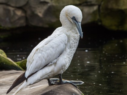 照片: 公园和娱乐活动, Zoo am Meer Bremerhaven, 不來梅