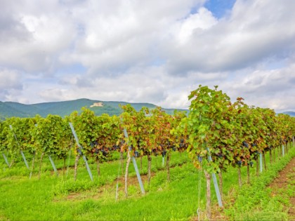 照片: 博物馆和展览会, 城堡， 要塞和宫殿, Hambacher Schloss, 莱茵兰-普法尔茨